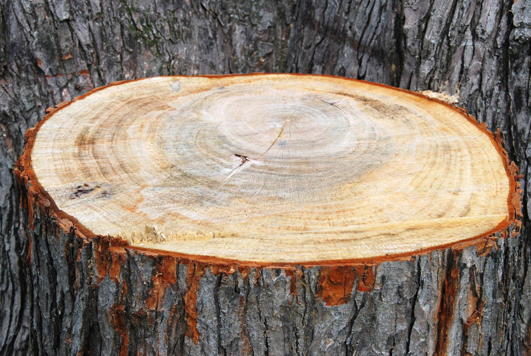 AffordableAn's tweet photo. Be sure to like and subscribe to all of our social media platforms! To quickly find the links, check out our website today! #AnAffordableTreeService #PasadenaMD https://t.co/IYlFGgKJeR https://t.co/bBGLzDUrf3