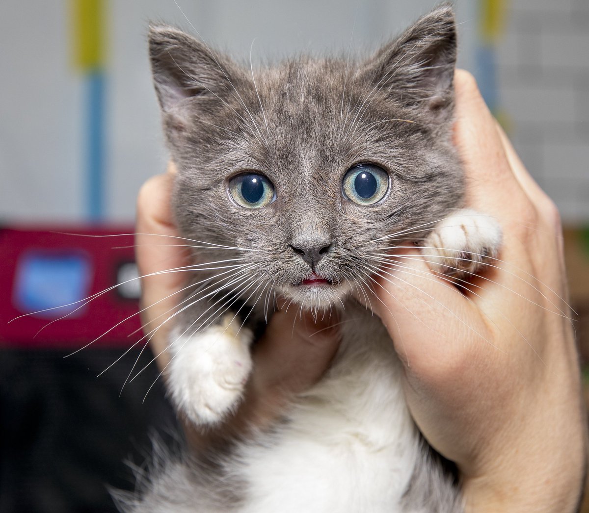 CatCafeBK's tweet image. We're glad Caterpillar is warm, safe, (&amp;amp; cuddling) inside today instead of living in the freezing temps outside. Please get involved with local rescue to bring other cats in from the cold and to TNR and build shelters for those who prefer to live outside. Want to help? Reach out!