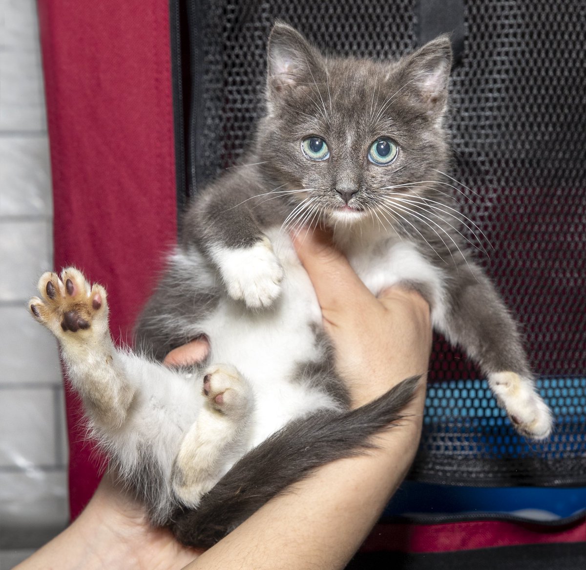 CatCafeBK's tweet image. We're glad Caterpillar is warm, safe, (&amp;amp; cuddling) inside today instead of living in the freezing temps outside. Please get involved with local rescue to bring other cats in from the cold and to TNR and build shelters for those who prefer to live outside. Want to help? Reach out!