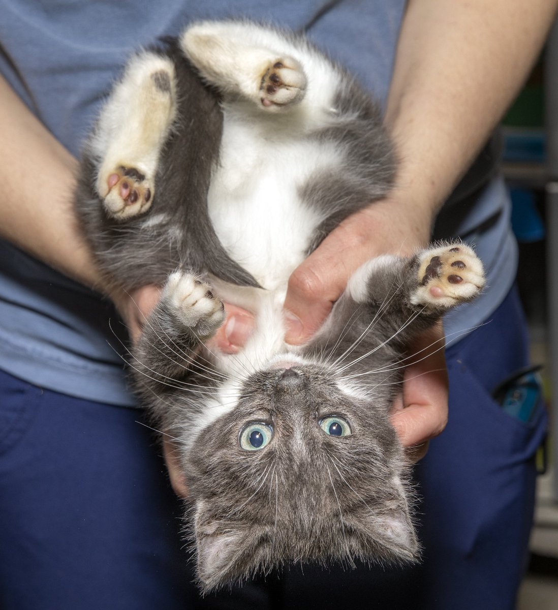 CatCafeBK's tweet image. We're glad Caterpillar is warm, safe, (&amp;amp; cuddling) inside today instead of living in the freezing temps outside. Please get involved with local rescue to bring other cats in from the cold and to TNR and build shelters for those who prefer to live outside. Want to help? Reach out!