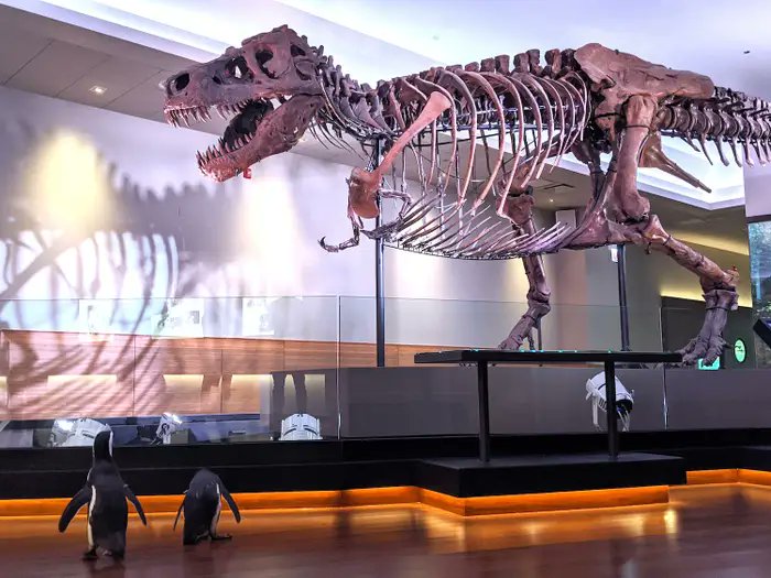 SUEtheTrex's tweet photo. Happy #PenguinAwarenessDay! I am aware of penguins. Are YOU? https://t.co/otSBy0IMw5