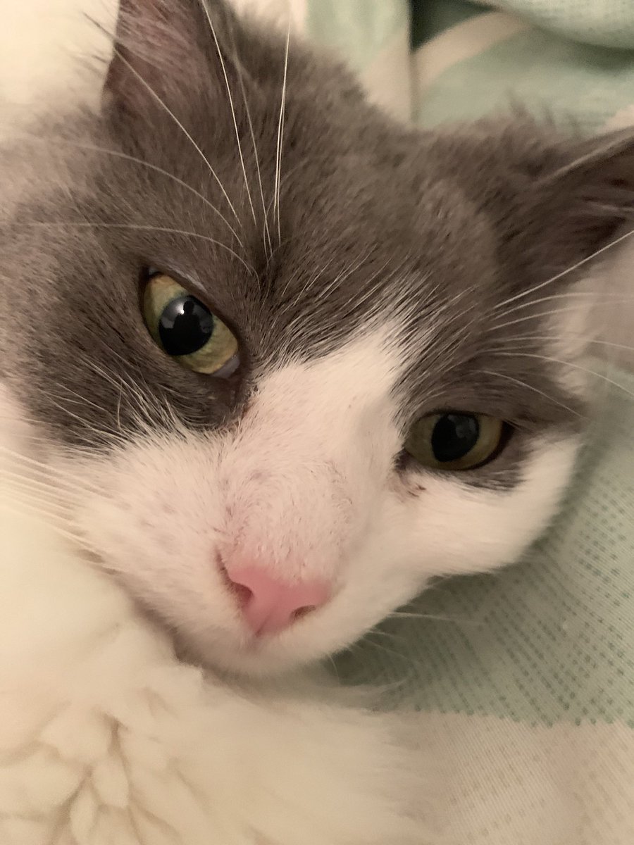 Haru (@harudoriva) on Twitter photo Please follow <a href="/pheberryfab/">Phebe Fabacher 🍓</a>, not this account! THIS ACCOUNT IS TO HOLD MY PREVIOUS USERNAME AND IS NOT ACTIVE!
Thank you~~ Please follow <a href="/pheberryfab/">Phebe Fabacher 🍓</a>, not this account! THIS ACCOUNT IS TO HOLD MY PREVIOUS USERNAME AND IS NOT ACTIVE!
Thank you~~