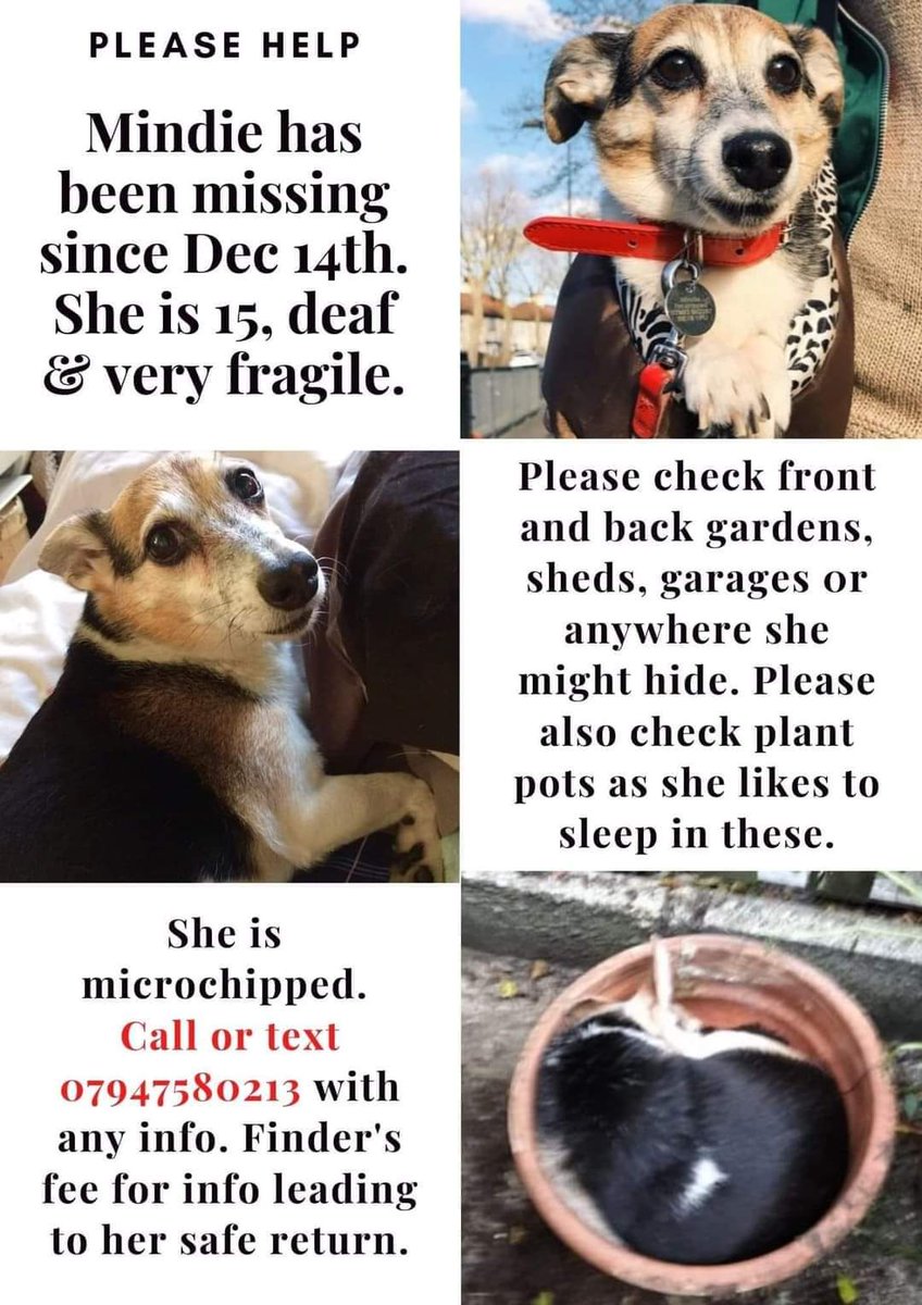 TheAnimalist_'s tweet photo. Someone must know something about the whereabouts of Mindie, an elderly dog #missing from #Plumstead, #SE18 since Dec. 14th. Every day of not knowing where she is, &amp; whether she is suffering or has suffered, is hell. Please help us to get the info we need &amp; RT #FindMindieSE18 https://t.co/KkirJ1ePBS