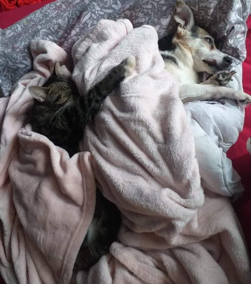 TheAnimalist_'s tweet photo. Someone must know something about the whereabouts of Mindie, an elderly dog #missing from #Plumstead, #SE18 since Dec. 14th. Every day of not knowing where she is, &amp; whether she is suffering or has suffered, is hell. Please help us to get the info we need &amp; RT #FindMindieSE18 https://t.co/KkirJ1ePBS