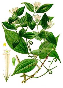 NeroTruth's tweet photo. Curare is a common name for various plant extract alkaloid arrow poisons originating from indigenous peoples in Central and South America. Used as a paralyzing agent for hunting and for therapeutic purposes ~ #toxic #plants https://t.co/s9fSg2jkR2