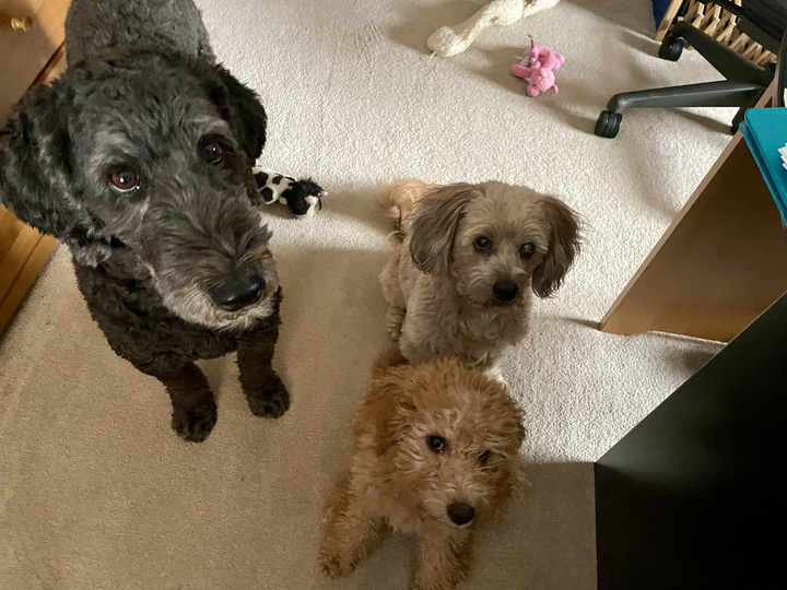 dgoodkin's tweet photo. Every day is Bring Your Dog to Work Day. #DogsOfFreeBSD https://t.co/ROXj4VPbJ9