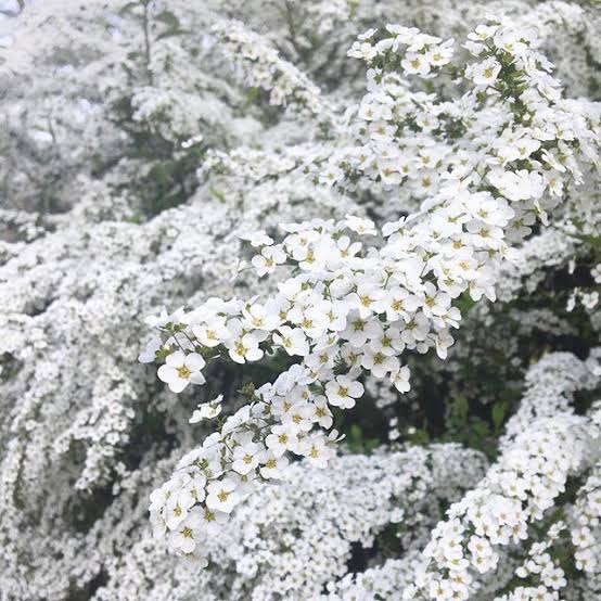 はる 笑顔は無敵 S Tweet お はようございます 今日の花は ユキヤナギ 花言葉は 気まま 今日も無理せず 自分らしく 気ままにまいりましょう 人生100年時代 昔の年齢感覚ではありません 型にもとらわれないように 素敵な一日をお過ごしください 毎度