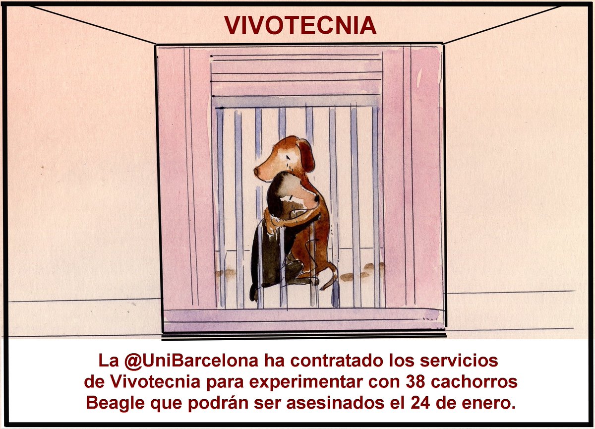 pacocatt's tweet photo. Viñeta especial.
Tras el martirio de experimentar con ellos, el próximo 24 de enero, 38 cachorros Beagle podrían ser sacrificados. Salvo que la presión ciudadana lo impida. https://t.co/xcp1ukPXrQ
