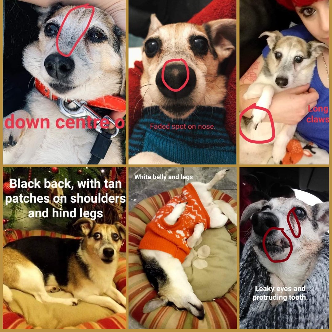 SomeShep's tweet photo. Perhaps you've seen missing Mindie? Or you know somebody who's come across her? She's distinctive in her age, but also vulnerable. Any information you can provide may be vital (image credit to 
@MissingPetsGB) #FindMindieSE18 https://t.co/Dk6nj8iwWx