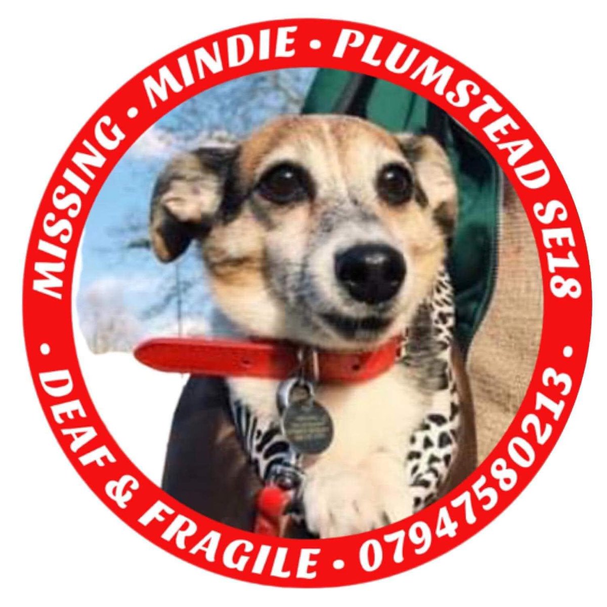 SomeShep's tweet photo. Perhaps you've seen missing Mindie? Or you know somebody who's come across her? She's distinctive in her age, but also vulnerable. Any information you can provide may be vital (image credit to 
@MissingPetsGB) #FindMindieSE18 https://t.co/Dk6nj8iwWx