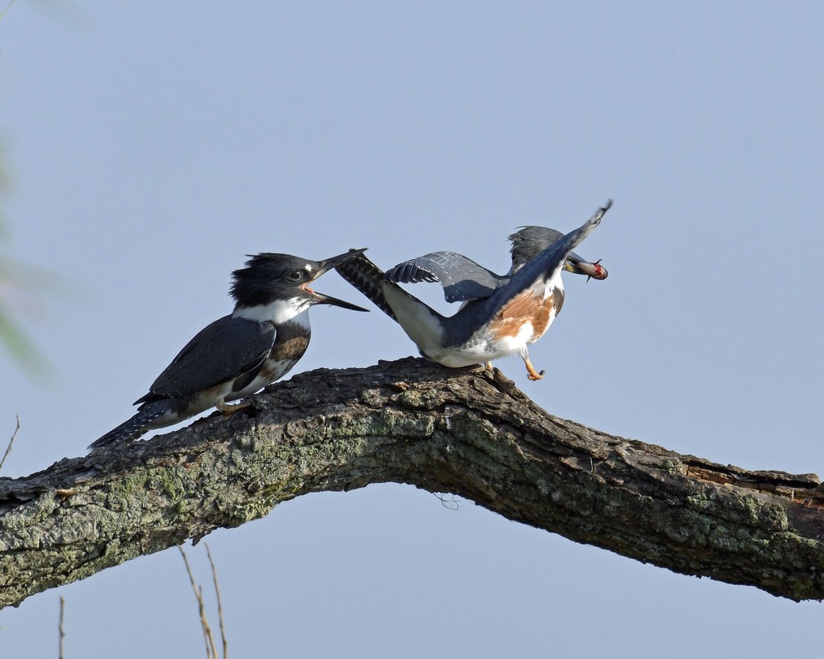 secondmarsh's tweet photo. #WorldWetlandsDay is coming up on February 2. Wetlands are important for nesting, feeding and resting for birds. #SecondMarsh is one of these important areas. Photos: Tom St-Jean
#Oshawa #SecondMarsh #FriendsOfSecondMarsh #OntarioWetlands #WetlandWednesday https://t.co/ItagOQY84N