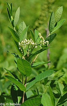 NeroTruth's tweet photo. Indian Hemp Plant - Apocynum cannabinum is a perennial herbaceous plant that grows throughout much of North America—in the southern half of Canada and throughout the United States. It is a poisonous plant: Apocynum means "poisonous to dogs"
#Dogbane #hemp #Plant https://t.co/6LiMzstgtj