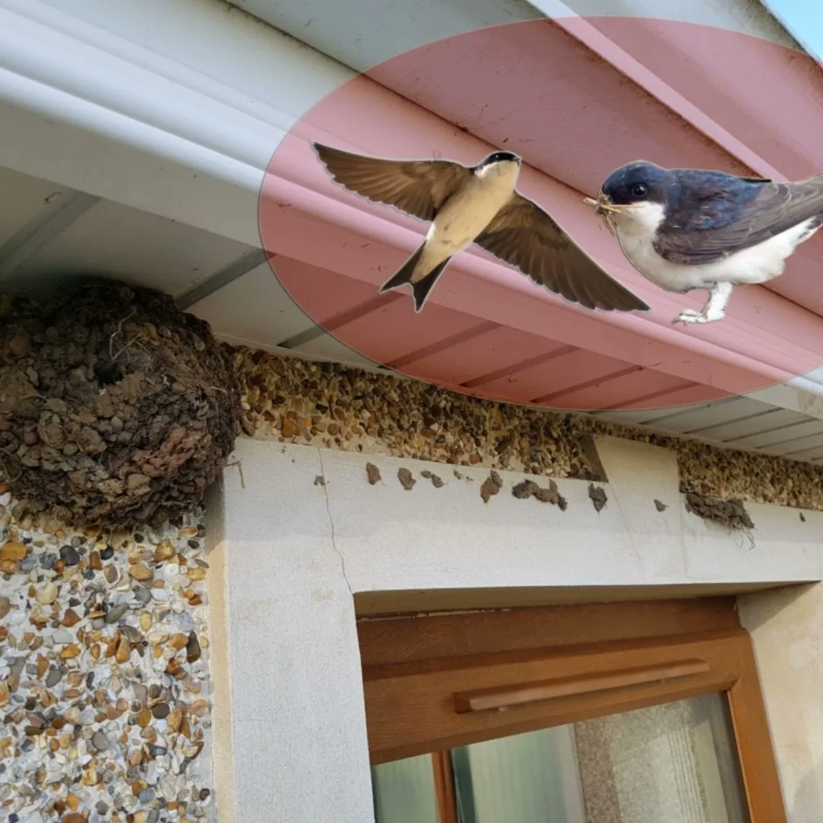 Problem bird nest??? Install @nestdivert to let the birds move onto a more discreet area.