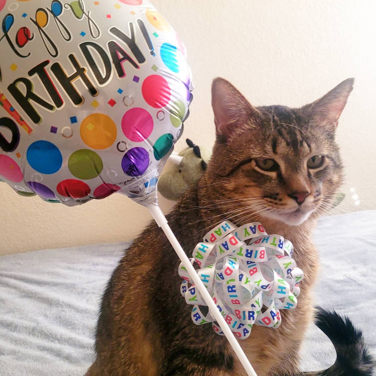 Lord_Fezzik's tweet photo. Happy birthday to me! 

Ok, so we don't really know when my birthday is, but the store didn't sell "Happy adoption day" balloons. One year ago today I left the shelter and went home with the human! 

#HappyBDay #AdoptDontShop #CatsOfTwitter https://t.co/v4yDvPNsFp