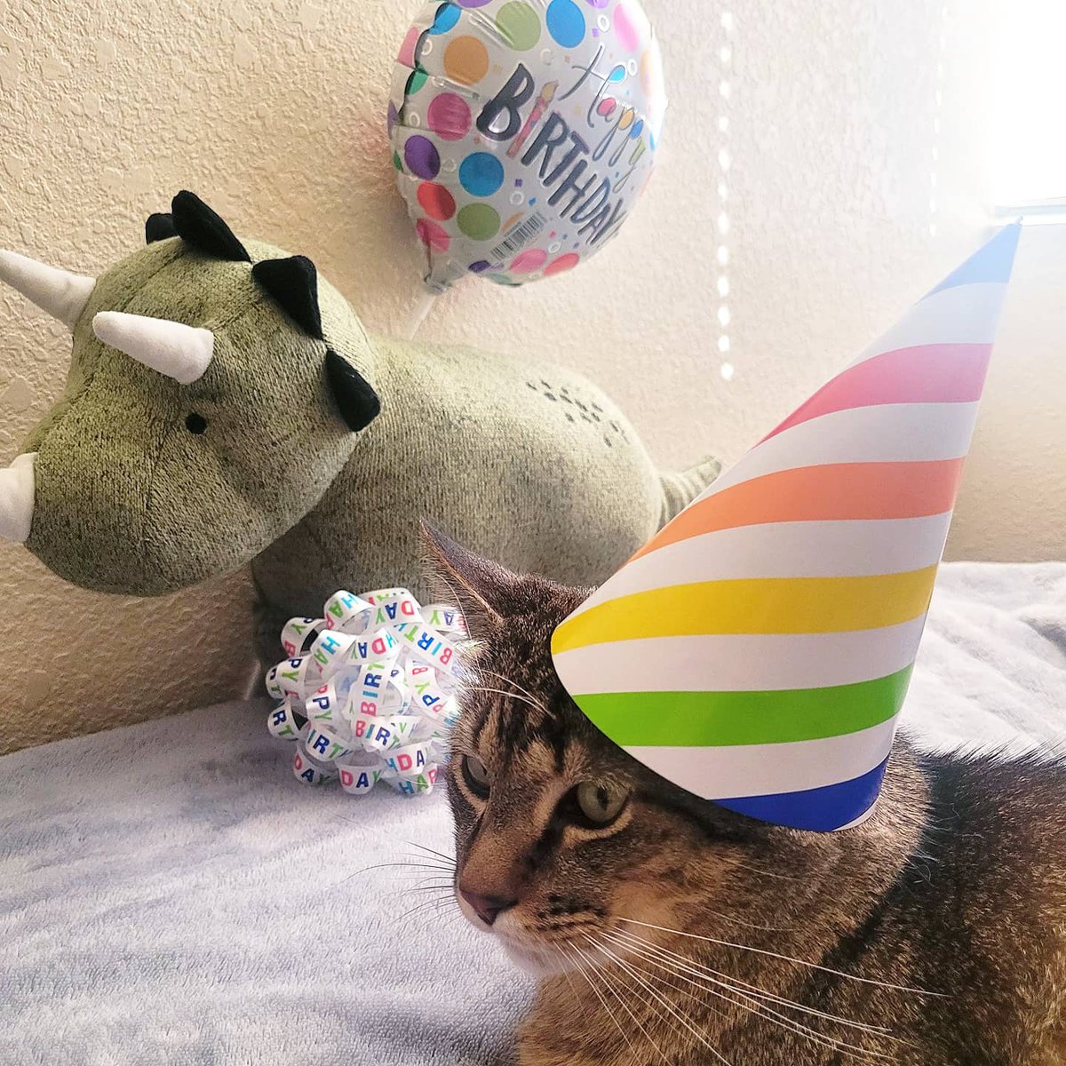 Lord_Fezzik's tweet photo. Happy birthday to me! 

Ok, so we don't really know when my birthday is, but the store didn't sell "Happy adoption day" balloons. One year ago today I left the shelter and went home with the human! 

#HappyBDay #AdoptDontShop #CatsOfTwitter https://t.co/v4yDvPNsFp