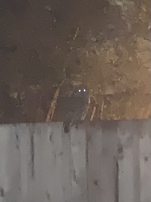 MattyTimbers's tweet image. We were blessed to receive a good omen this morning.