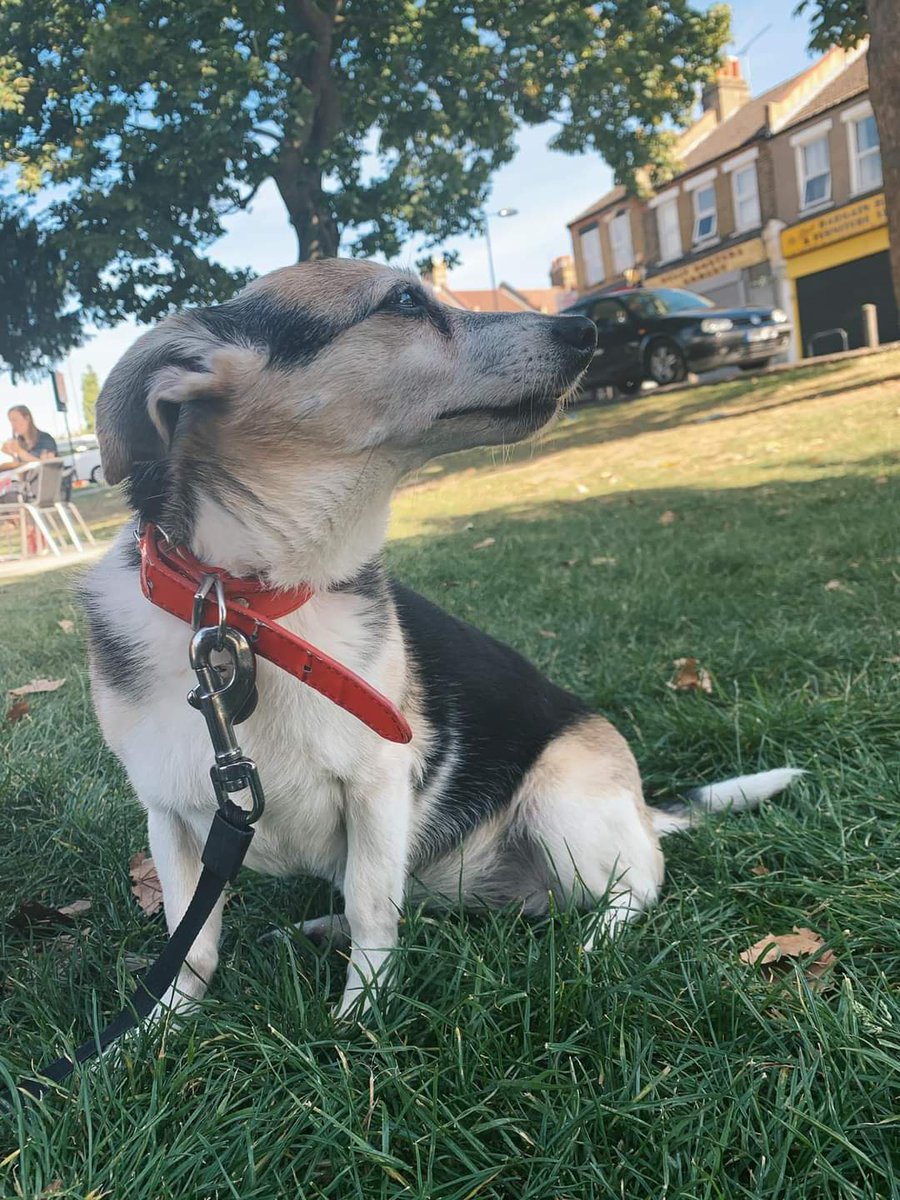 As someone who has devoted my life to preventing the suffering of animals, that I failed to protect my own dog will haunt me forever. 
I owe it to her to never stop searching.
#FindmindieSe18