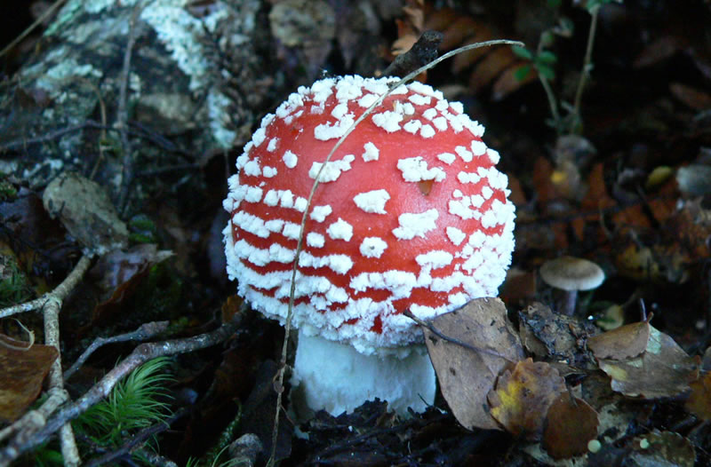 NeroTruth's tweet photo. The psychoactive fly agaric mushroom (Amanita muscaria) has been closely associated with northern European and Asiatic shamans and their rituals. Researchers have documented its use or presumed use by numerous cultures throughout Europe and Asia. #fungi #mushrooms https://t.co/JtiKnvuD9b