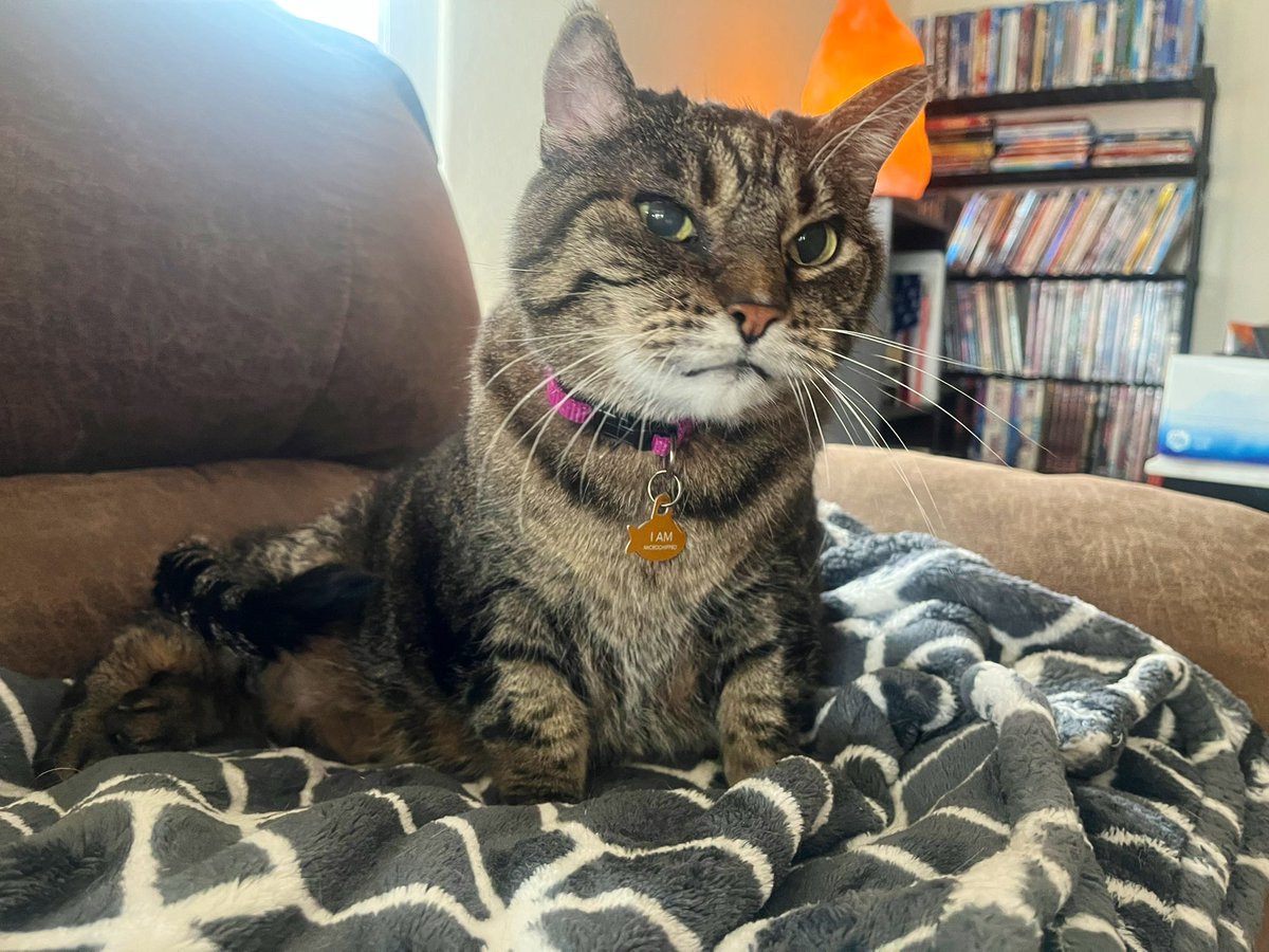 WritingKats's tweet photo. @SteveStaeger It’s hard no matter how long or short we have our pet friends. Lots of love from the my little family! https://t.co/Rcu38jBgtP