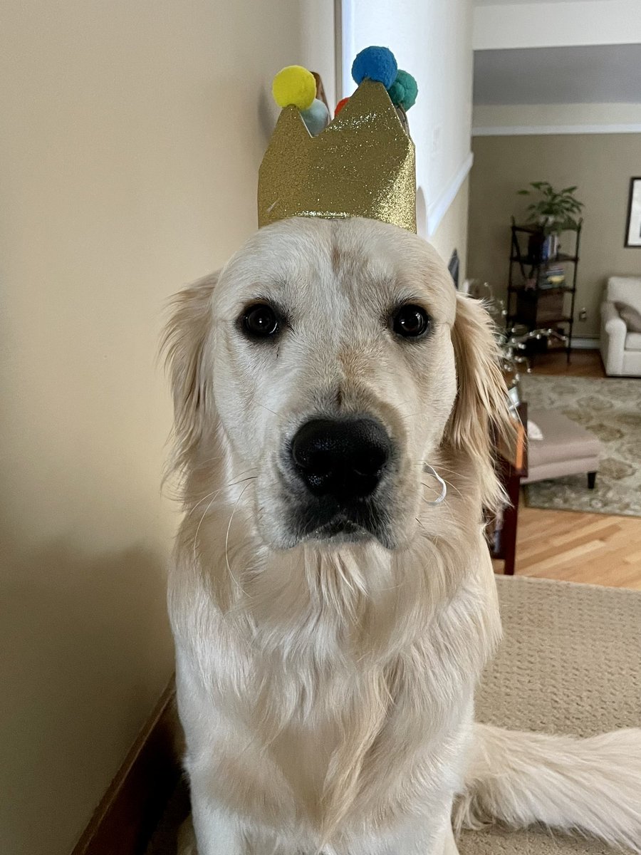 DeniseCarbone4's tweet photo. Happy 1st Birthday 🥳 to this guy! Beauregard (Beau for short) is little brother to Bunsen! We all celebrated our January birthdays together this past weekend @hotelzachary 🎂🦴🐾💕🎉#birthday #GoldenRetrievers #goldenbrothers 🧡 https://t.co/smv866dMqM