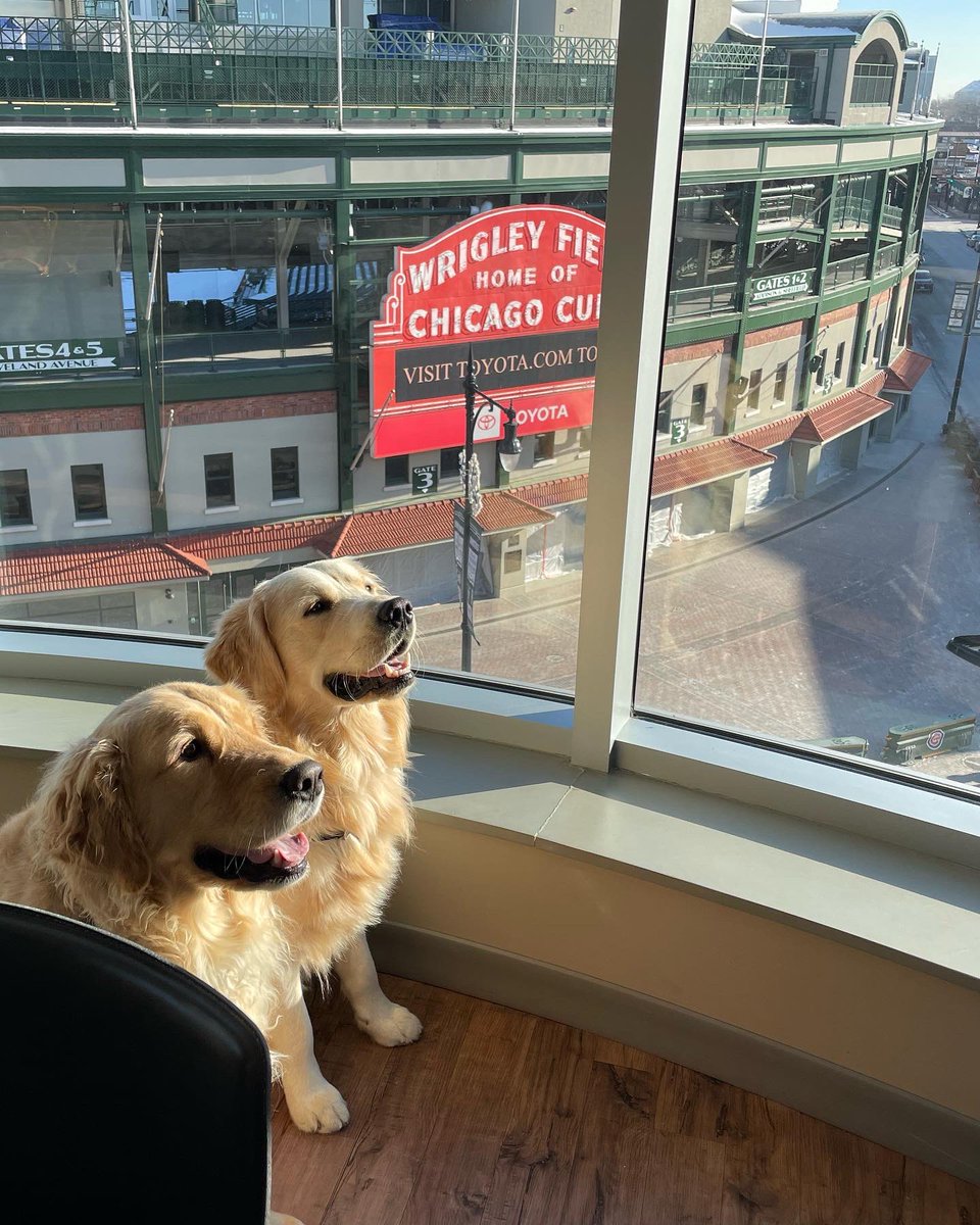 DeniseCarbone4's tweet photo. Happy 1st Birthday 🥳 to this guy! Beauregard (Beau for short) is little brother to Bunsen! We all celebrated our January birthdays together this past weekend @hotelzachary 🎂🦴🐾💕🎉#birthday #GoldenRetrievers #goldenbrothers 🧡 https://t.co/smv866dMqM