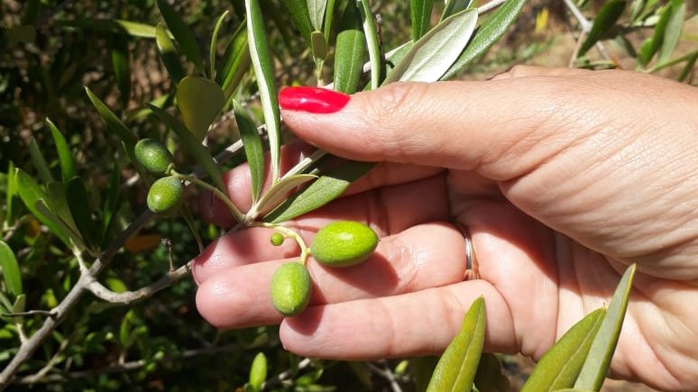 Productores de Los Sauces conocieron importantes antecedentes del proyecto INIA-FIA "Aceite de Oliva de La Araucanía: estudio sobre sus propiedades diferenciadoras y brechas en el proceso de elaboración, para una entrada exitosa en el mercado" ejecutado por INIA Carillanca