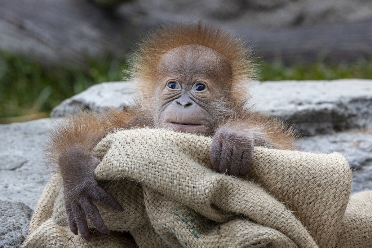 sandiegozoo's tweet photo. 🚨Baby alert!🚨 Orangutan Indah gave birth to a healthy baby boy on January 4th. His name is Kaja, after an island in Kalimantan, the Indonesian part of Borneo, that houses rehabilitated orangutans prior to release in the wild. https://t.co/g8579M9xho