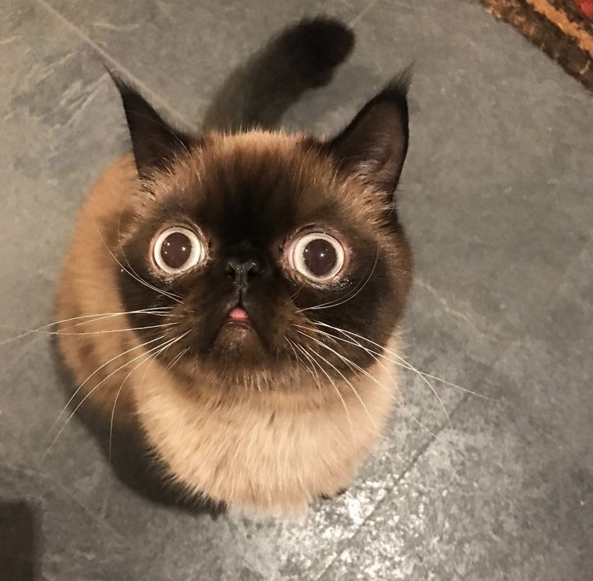 CatIkiru's tweet photo. @buitengebieden_ Happy birthday, thanks for making the Twitter timeline a happier place! https://t.co/6lt7Fgb5UM