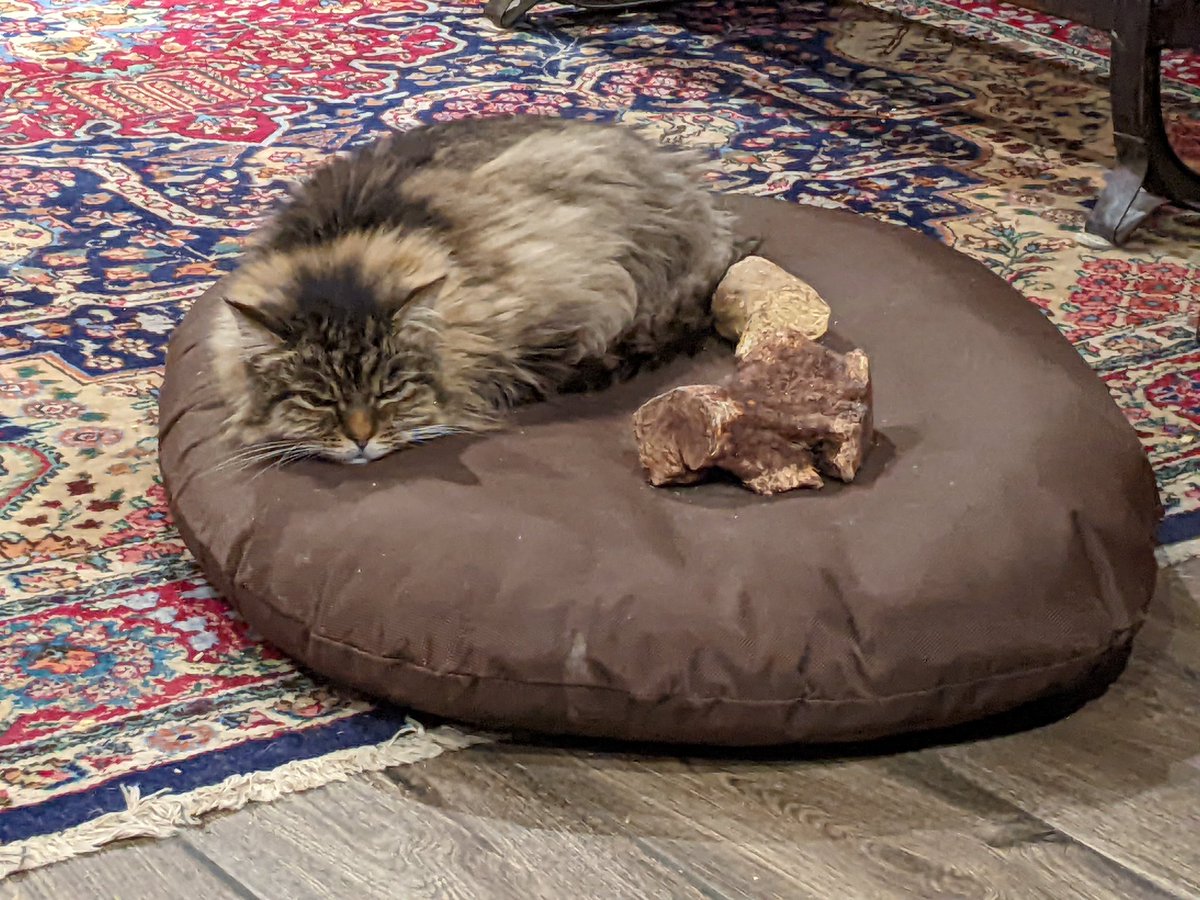 #JustJack was enjoying his wood chews, so #CliveTheCat went to sleep next to them. Cat 1 : Dog 0