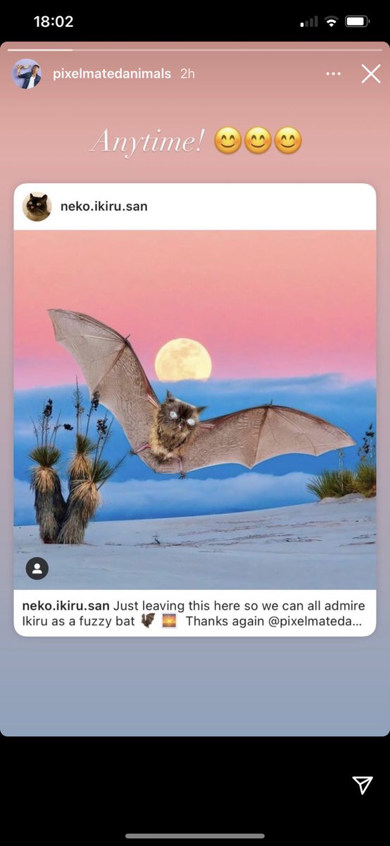 CatIkiru's tweet photo. Zoom in for furry legs 🦇 🌅  #CatsOfTwitter https://t.co/G7Ffj0eAhn
