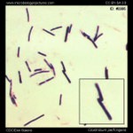 Photo by WuidQ: Washington University ID Questions (@WuidQ)