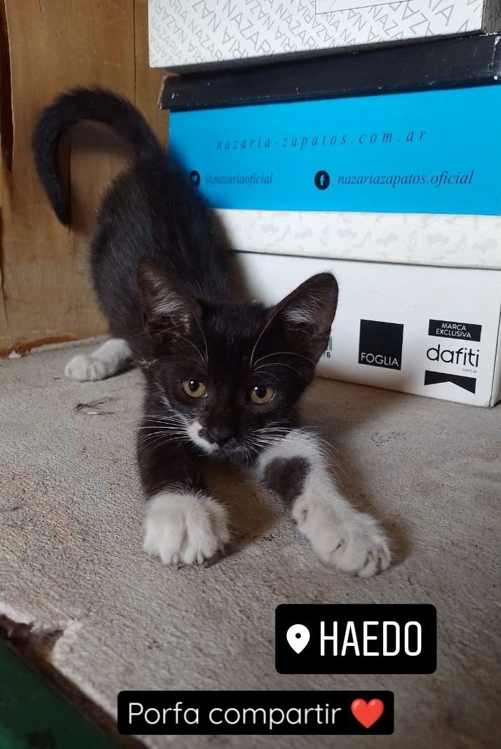 marcoslazarte11's tweet photo. Se busca casita para este hermoso bebé, no debe tener más de 45 días. 
Si algun alma bondadosa lo quiere, se comunica por acá o al 1135914877.
Zona Haedo, difundir porfa! https://t.co/jUpXPFRaY6