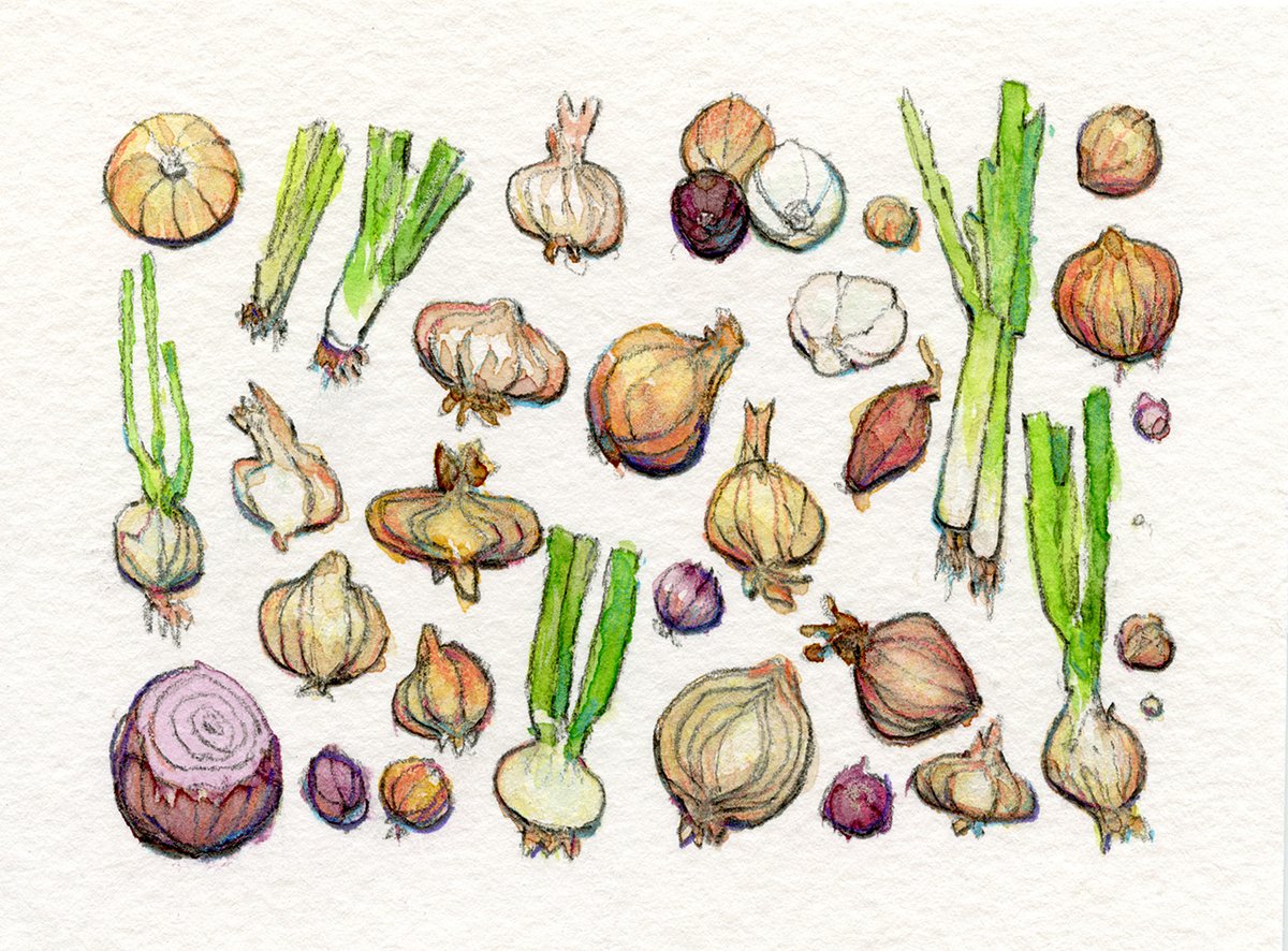 ThomasScholes's tweet photo. a tiny tiny love letter to onions, thank you for lending your flavor and aroma to just about any meal <3

3"x4" graphite, watercolor and colored pencil https://t.co/Lrs43vjOlu