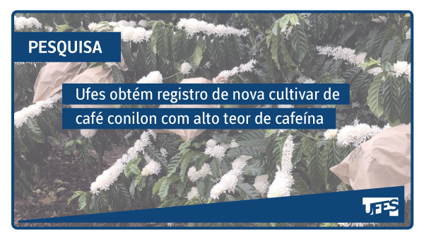 Ufes registra primeira cultivar de café conilon para o estado da