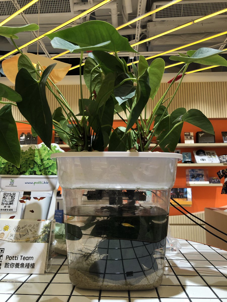 kimagurealex's tweet image. #aquaponics home system
#siphon
#multifunctions