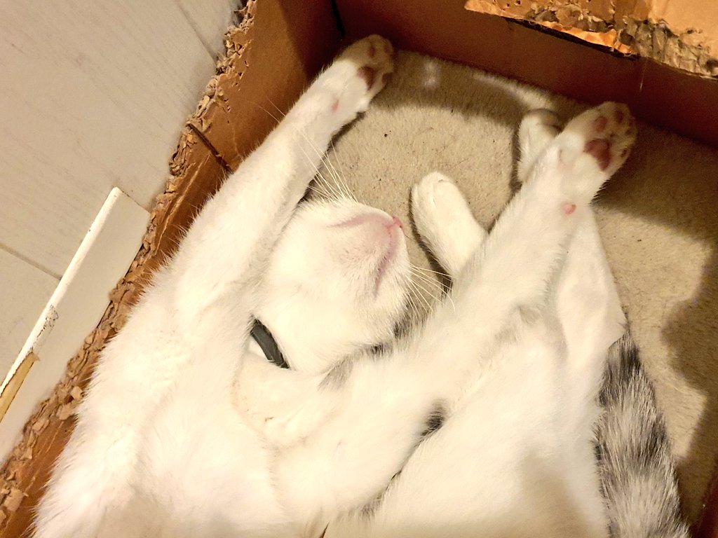 maglorfin's tweet photo. Baby it's cold outside 😻😴
#CatsOfTwitter #Graythecat #thuglife https://t.co/rsfhyWeT7F