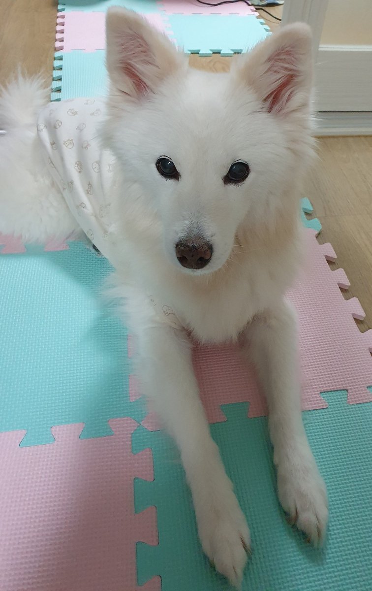 wednesday978's tweet photo. 태형이 가방
우리집 댕댕이는 너무 커서 넣을 수 없었다
My dog is too big to put in my bag.
#VBAG #BTS https://t.co/4nTHyZYIj2