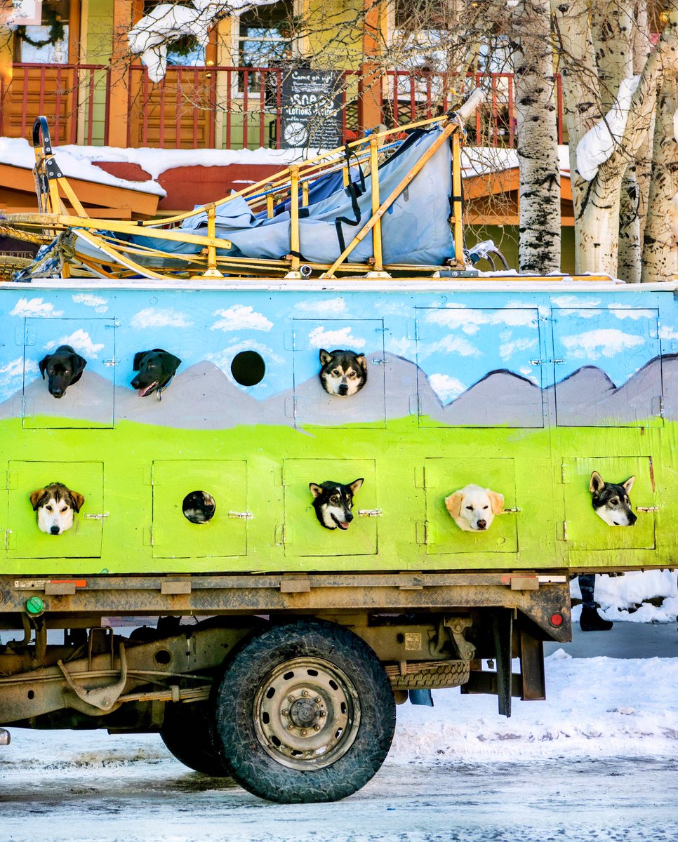 Dog days of winter? 🐶🏔❄️