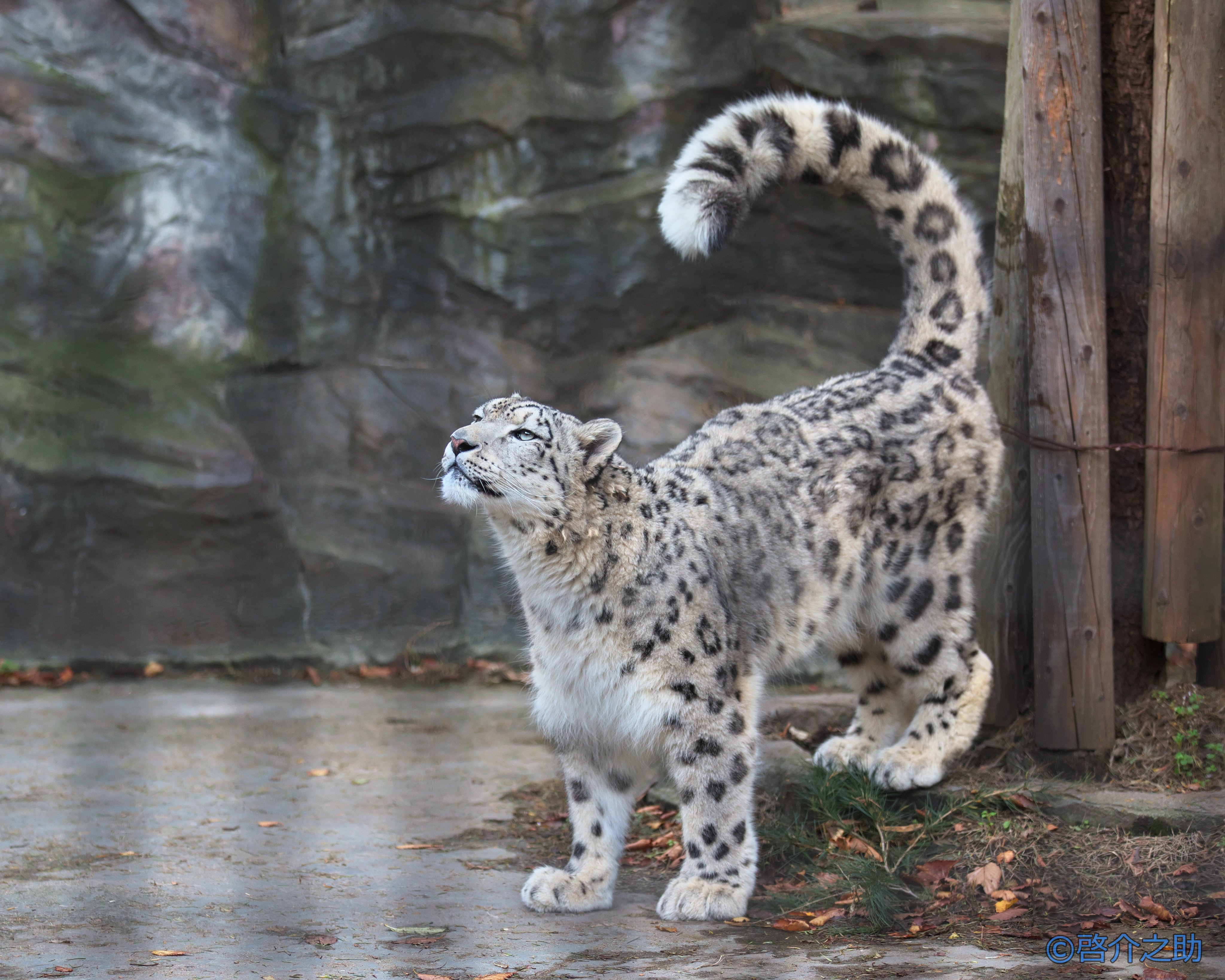 Eveの家 Sirius K3 Twitter