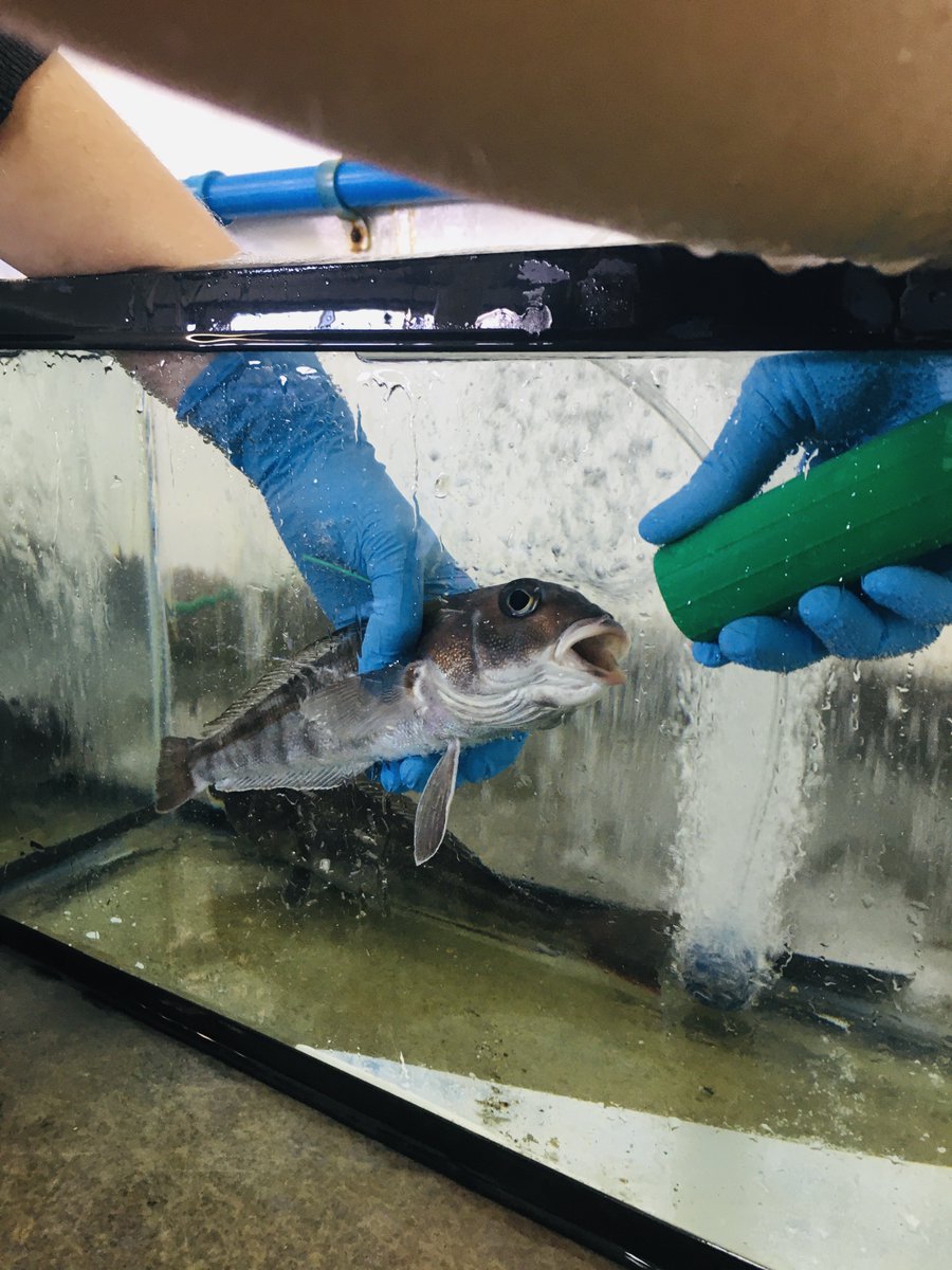 Subelab_chile tweet media