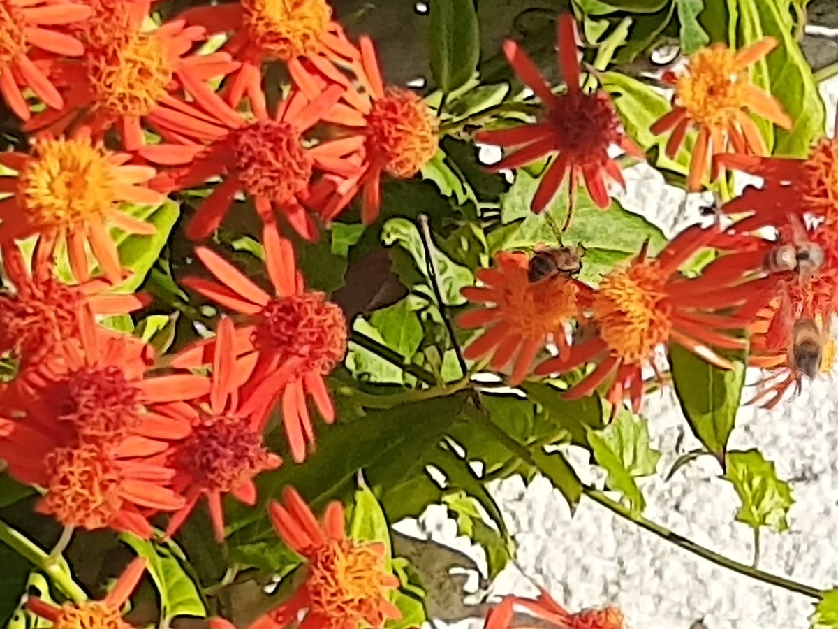 SafiyaRobins's tweet photo. Today's #StetWalk and I was enchanted by the bees!
I'm always fascinated how walking gets my ideas flowing. Already got ideas for Writing Black Joy season 3 and season 2 started yesterday. 

Where do you get your best ideas? https://t.co/UVP60BfxnS