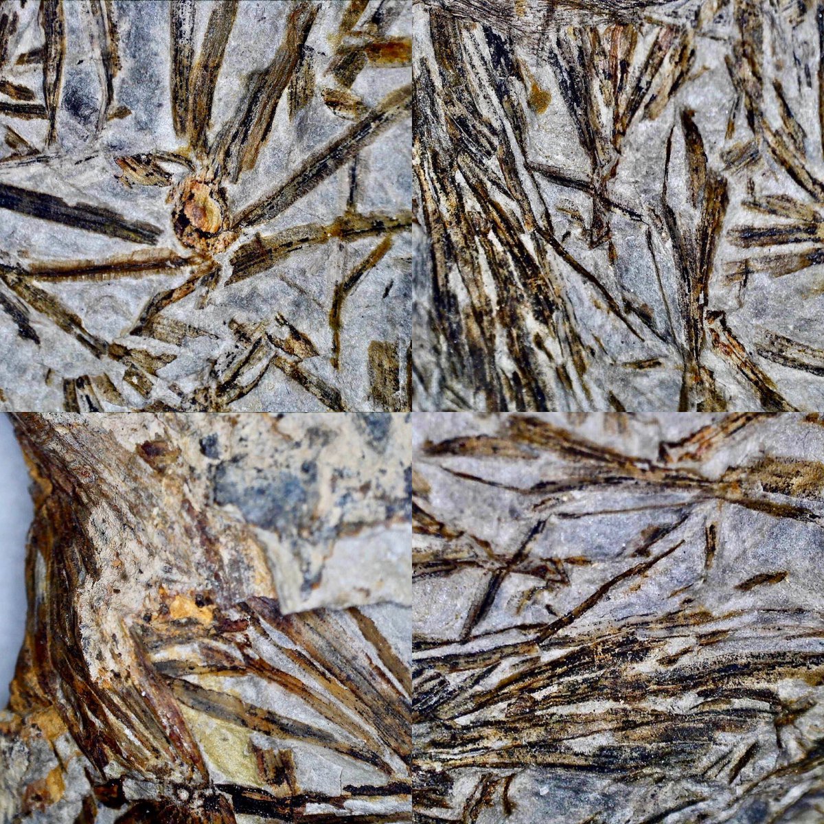dr_dappleton's tweet photo. Yesterday I posted a single #photo of a #fossilplant #annularia #leaves of #calamites Here are more of the #macrophotos taken with my #celestrondigitalmicroscope #macrophotography #paleobotany #plant #fossil #fossils #paleontology #NaturePhotography #nature https://t.co/Bb5BXiV8Eu