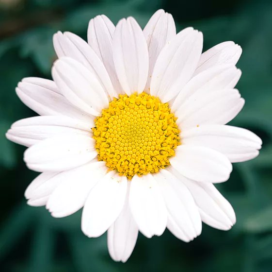 LaniJDav's tweet photo. Their products were an overnight sensation.
Daisy Labs promised clients that "fresh" look well into their 80s.
It really worked.
But the body developed a dependence. Deprivation increased #rapidity of ageing tenfold.
By the time we realised, it was too late.
#BraveWrite
#vss365 https://t.co/cfrybqQxoJ