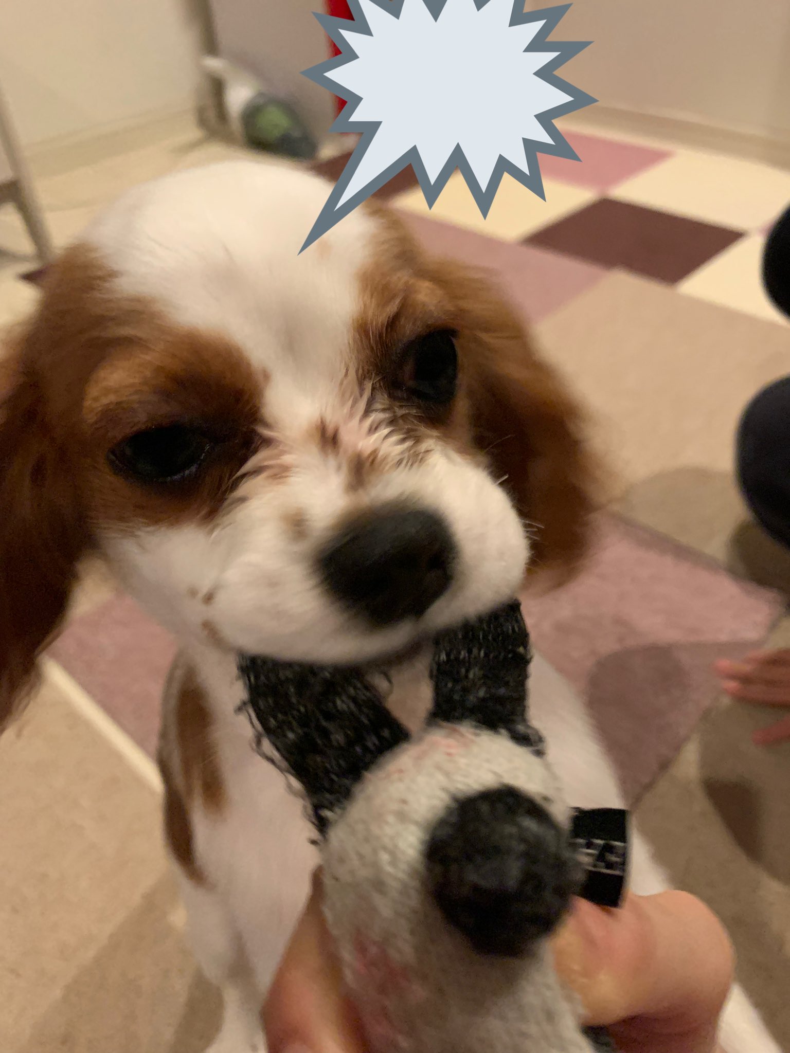 歯が抜ける Twitter Search Twitter