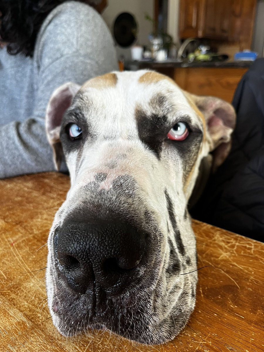 Moose missed everyone!! How are you??
#dogsoftwitter #greatdane #dog #puppy #cute #baby #adorable #moose #goose https://t.co/rlXMcquvgl