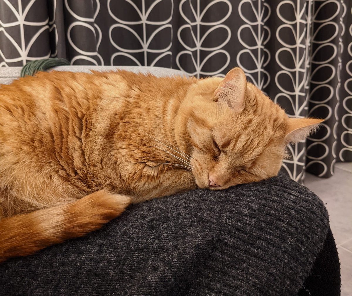 AnnaVIWeaver's tweet photo. @cr3 Roscoe is always groggy https://t.co/4r6855GCCr