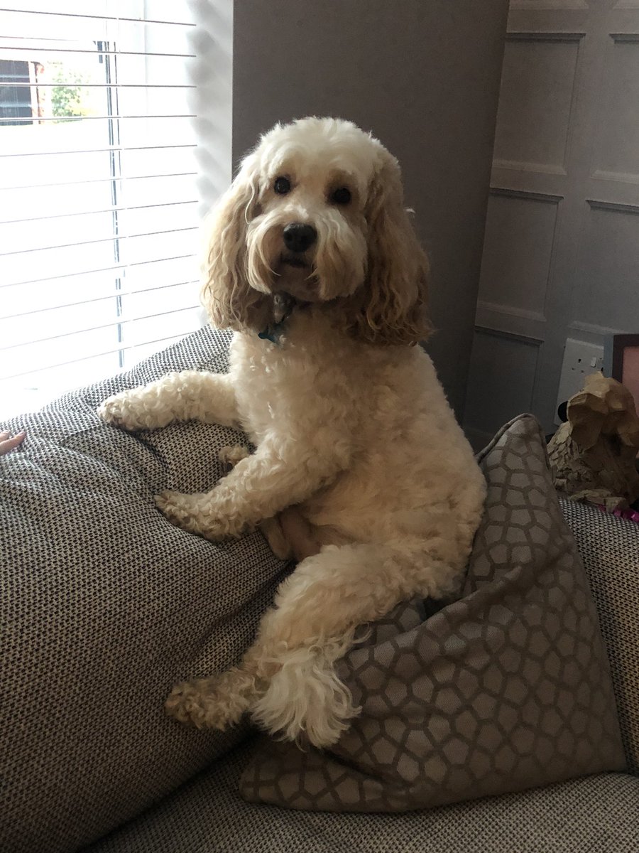 HarleyLedwidge's tweet photo. Just watching the world go by….#doglife 🐶 https://t.co/X4WPEdcn1k