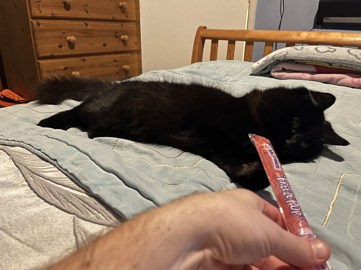 adithompson01's tweet photo. Too early in the year to be sharing ice poles with the cat? https://t.co/qtQuRhmXet
