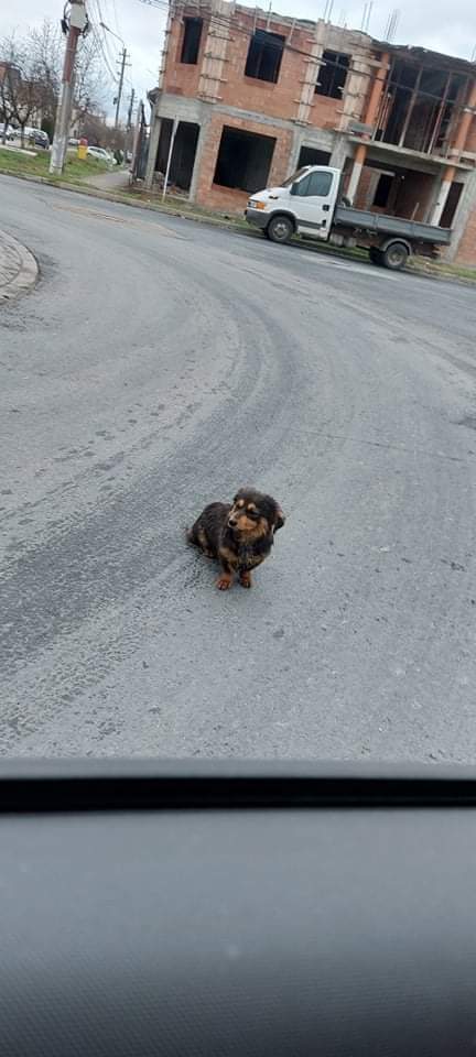 Just sitting in the middle of the road, waiting for the family who so callously abandoned her to come back. The men working in the house saw it happen, and she had sat there for hours just crying and waiting. She is now in safe foster care and will never be alone again.