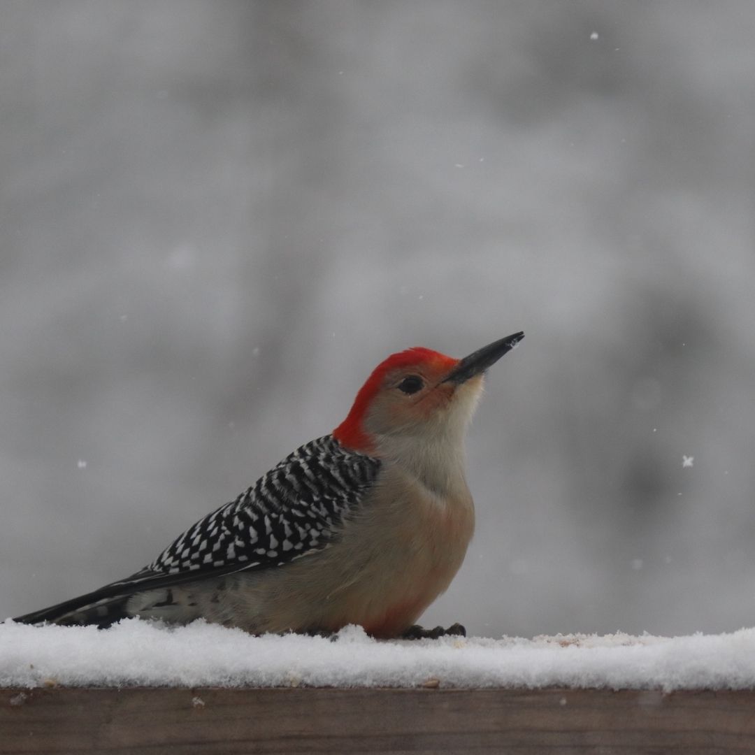 Red-bellied Woodpecker💕